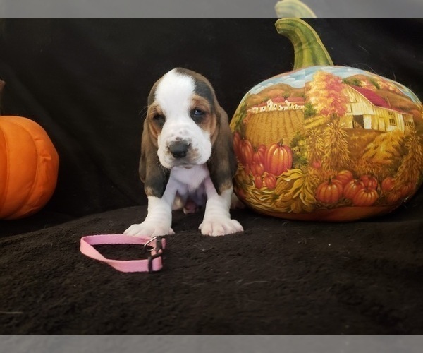 Medium Photo #21 Basset Hound Puppy For Sale in CLAREMORE, OK, USA