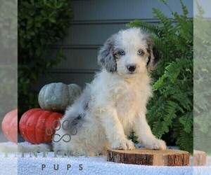 Bernedoodle (Miniature) Puppy for sale in NARVON, PA, USA
