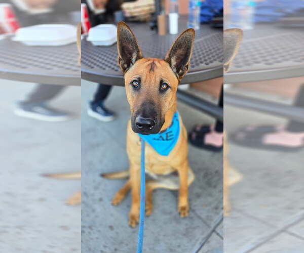 Medium Photo #14 German Shepherd Dog-Unknown Mix Puppy For Sale in Newport Beach, CA, USA
