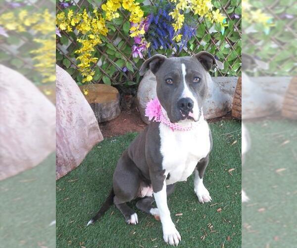 Medium Photo #1 Mutt Puppy For Sale in Oklahoma City, OK, USA