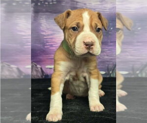 Mutt Dogs for adoption in Lakewood, CO, USA