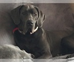 Small Photo #1 Great Dane Puppy For Sale in ROAMING SHORES, OH, USA