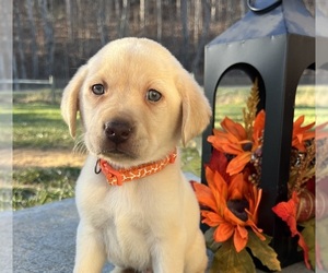 Labrador Retriever Puppy for sale in NEOLA, WV, USA