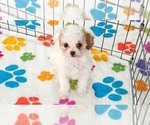 Small #1 Cavapoo (Miniature)-Poodle (Toy) Mix