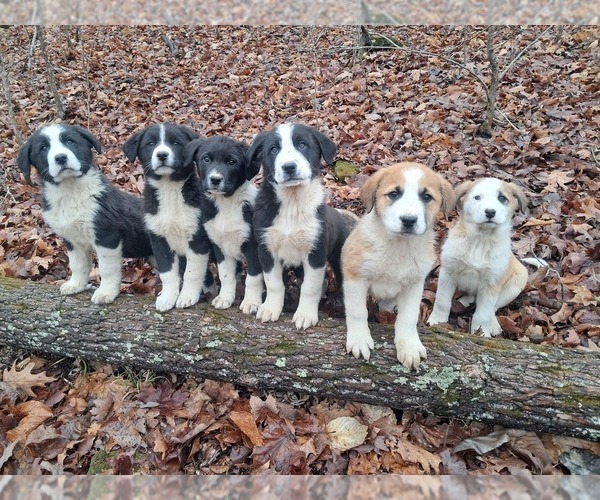 Medium Photo #1 Border Collie-Moscow Watchdog Mix Puppy For Sale in COLUMBIA, TN, USA