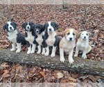 Image preview for Ad Listing. Nickname: Litter of 6