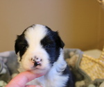 Small Photo #7 Border Collie Puppy For Sale in BRYANTOWN, MD, USA