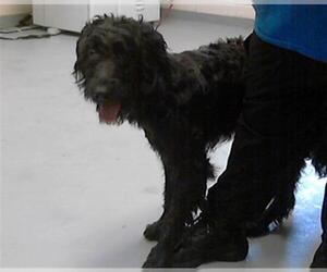 Labradoodle Dogs for adoption in Fayetteville, NC, USA