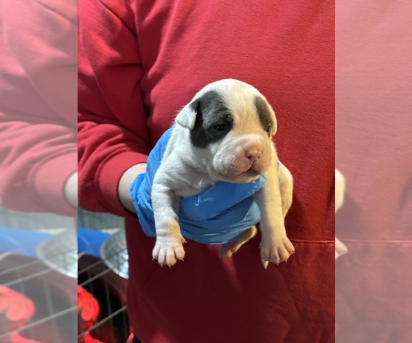 Medium Photo #7 American Bully Puppy For Sale in WALLINGFORD, CT, USA