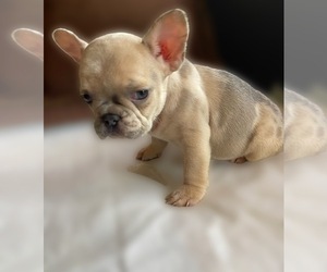 French Bulldog Puppy for sale in FAIRBURN, GA, USA