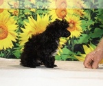 Jasper - Male Poodle (Toy) Puppy for Sale - Photo #35