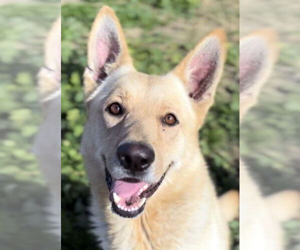 Medium Photo #1 German Shepherd Dog Puppy For Sale in Phoenix, AZ, USA