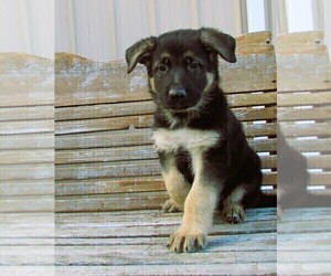 German Shepherd Dog Puppy for Sale in NORWICH, Ohio USA