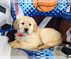 Golden Retriever Puppy for sale in OXFORD, PA, USA