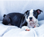 Small Photo #6 Boston Terrier Puppy For Sale in WAKARUSA, IN, USA
