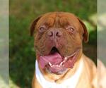 Small Dogue de Bordeaux Mix