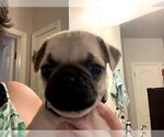 Puppy 7 Pug