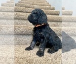 Small #2 Goldendoodle