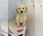 Small #1 Cavapoo (Miniature)