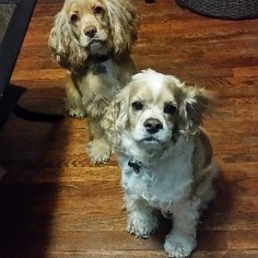 Father of the Cocker Spaniel puppies born on 11/27/2016