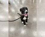 Small #1 Border Collie Mix