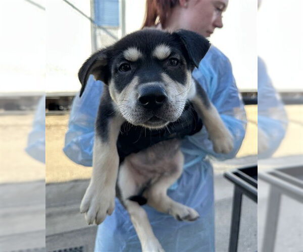 Medium Photo #1 Rottweiler-Siberian Husky Mix Puppy For Sale in Stockton, CA, USA