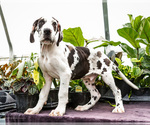 Small #5 Great Dane