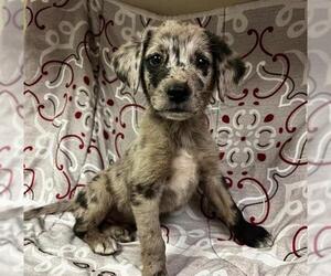 Australian Shepherd Dogs for adoption in HESPERIA, CA, USA