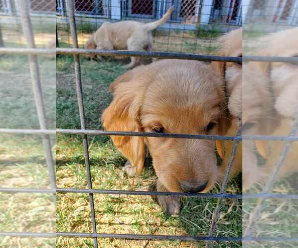 Medium Photo #17 Golden Retriever Puppy For Sale in YUCAIPA, CA, USA