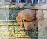 Small Photo #17 Golden Retriever Puppy For Sale in YUCAIPA, CA, USA