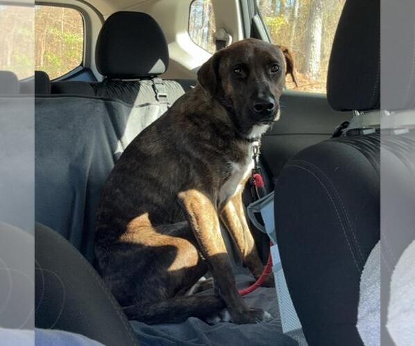 Medium Photo #3 Shepradors Puppy For Sale in Yardley, PA, USA