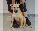 Small #4 Black Mouth Cur Mix