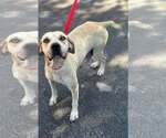 Small #2 Labrador Retriever Mix