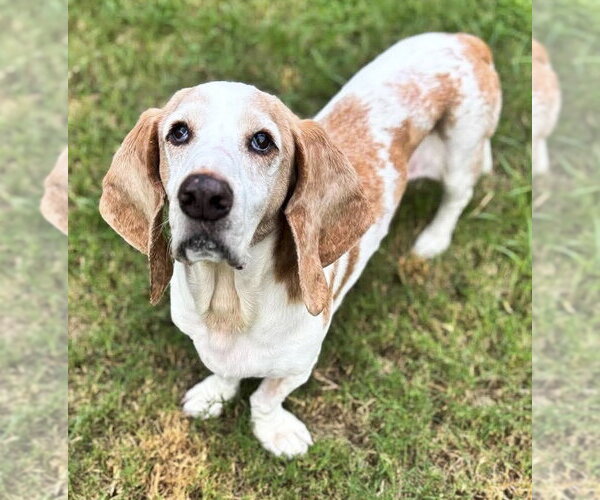 Medium Photo #6 Basset Hound Puppy For Sale in Deepwater, NJ, USA