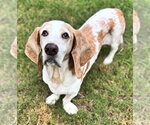 Small Photo #6 Basset Hound Puppy For Sale in Deepwater, NJ, USA