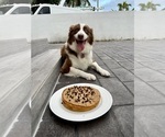 Small Photo #1 Australian Shepherd Puppy For Sale in HIALEAH, FL, USA