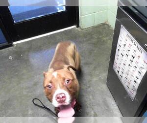 American Pit Bull Terrier-Unknown Mix Dogs for adoption in Tulsa, OK, USA