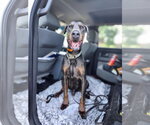 Small Doberman Pinscher