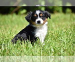 Small #3 Miniature Australian Shepherd