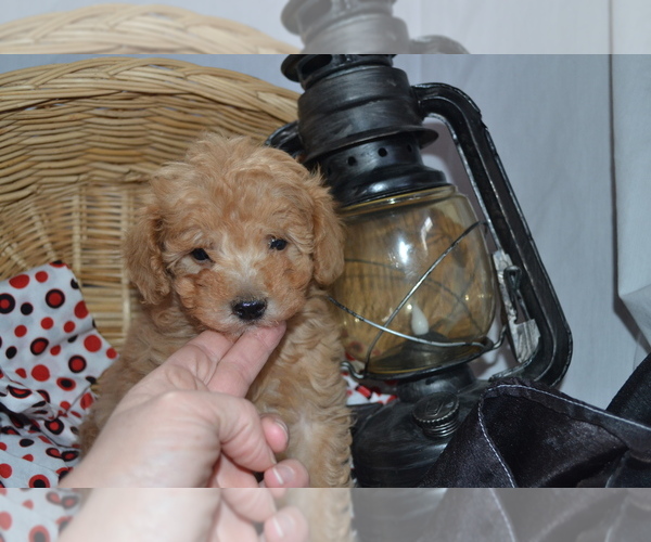 Medium Photo #2 Cavapoo (Miniature)-Poodle (Toy) Mix Puppy For Sale in GREENWOOD, WI, USA