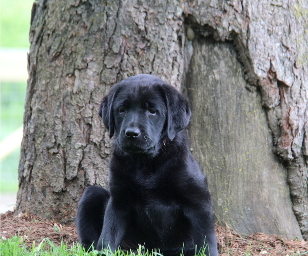 Medium Photo #4 Labrador Retriever Puppy For Sale in HYDE PARK, VT, USA