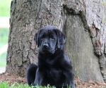 Small Photo #4 Labrador Retriever Puppy For Sale in HYDE PARK, VT, USA
