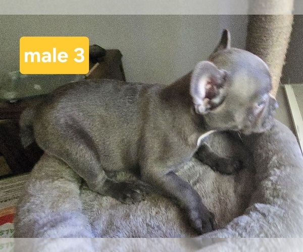 Medium Photo #3 Faux Frenchbo Bulldog Puppy For Sale in TRAVERSE CITY, MI, USA