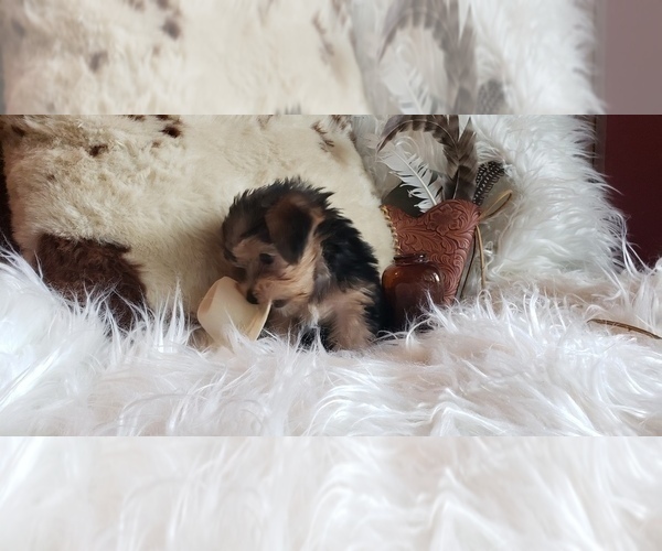 Medium Photo #54 Shorkie Tzu Puppy For Sale in NEVADA, TX, USA