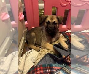 Norwegian Elkhound-Pomeranian Mix Dogs for adoption in Arlington, WA, USA