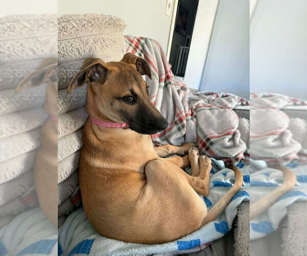 Medium Photo #7 Great Dane-Unknown Mix Puppy For Sale in Bullard, TX, USA