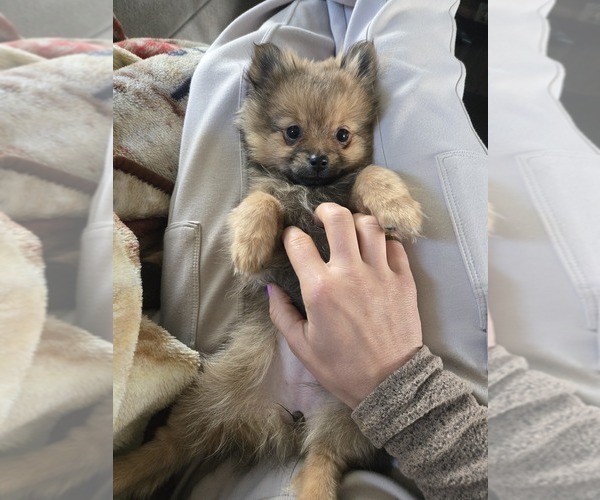 Medium Photo #1 Pomeranian Puppy For Sale in BRONSON, MI, USA