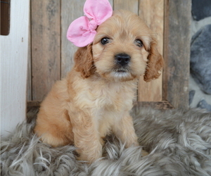 Cock-A-Poo Puppy for sale in HONEY BROOK, PA, USA