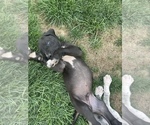 Small Photo #4 Great Dane Puppy For Sale in MOSES LAKE, WA, USA