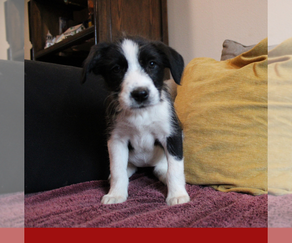Medium Photo #5 Border-Aussie Puppy For Sale in CAMARILLO, CA, USA